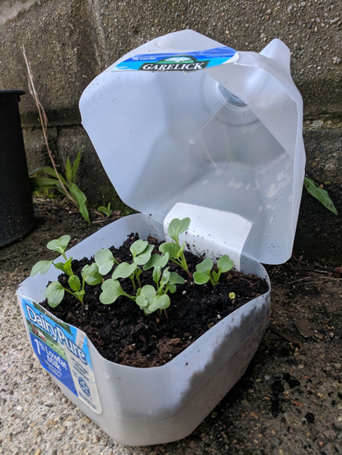 Winter sown seeds in a milk jug.